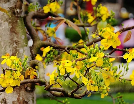 consegna fiori Cosenza