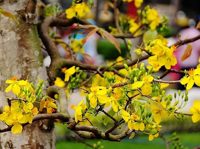 consegna fiori Cosenza