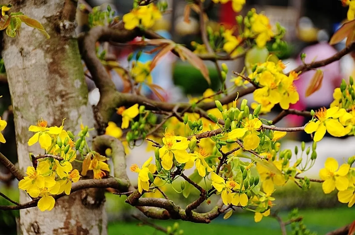 consegna fiori Cosenza