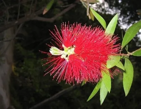 consegna fiori Guidonia Montecelio