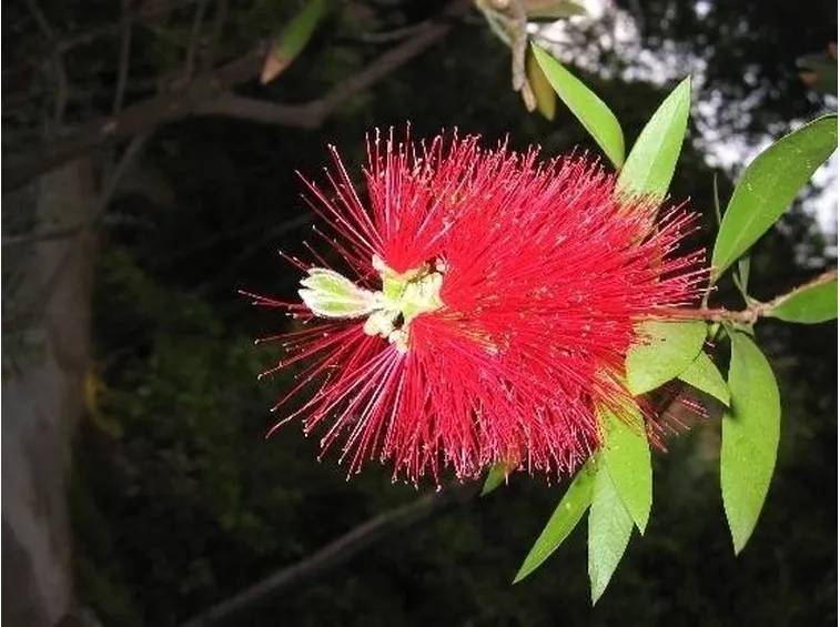 consegna fiori Guidonia Montecelio