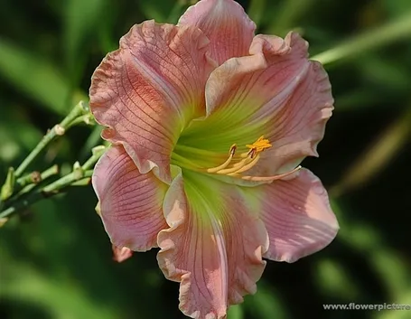 consegna fiori per amicizia-1