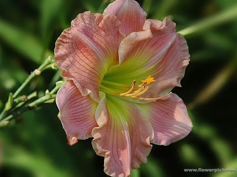 consegna fiori per amicizia-1