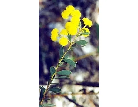 consegna fiori per amicizia-2