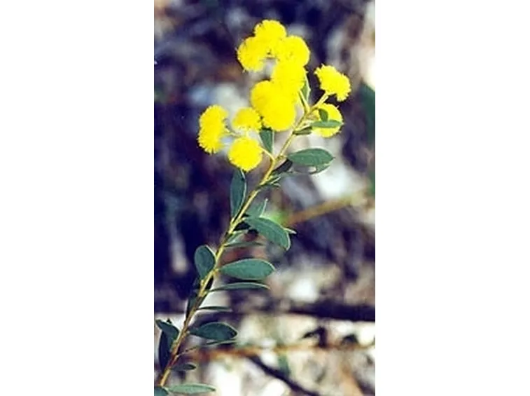 consegna fiori per amicizia-2