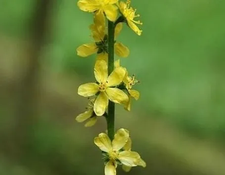 consegna fiori per amicizia