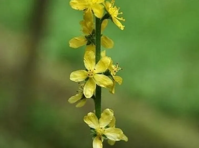 consegna fiori per amicizia