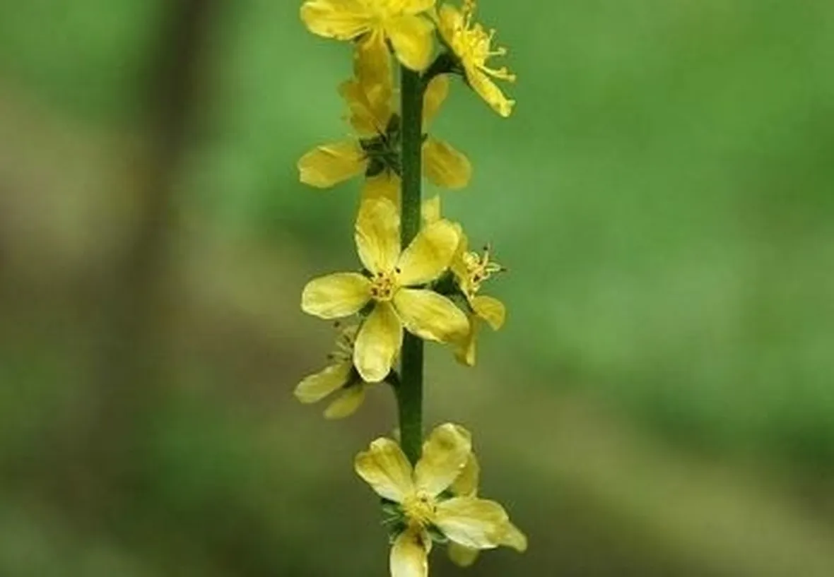 consegna fiori per amicizia