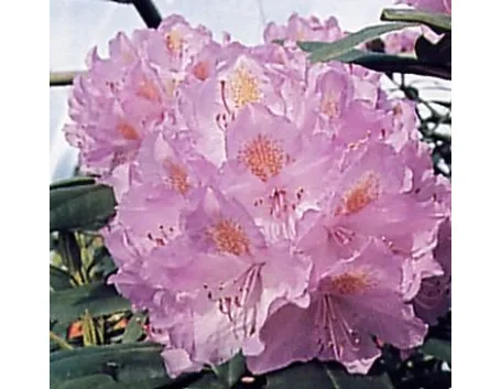 consegna fiori per amore-1