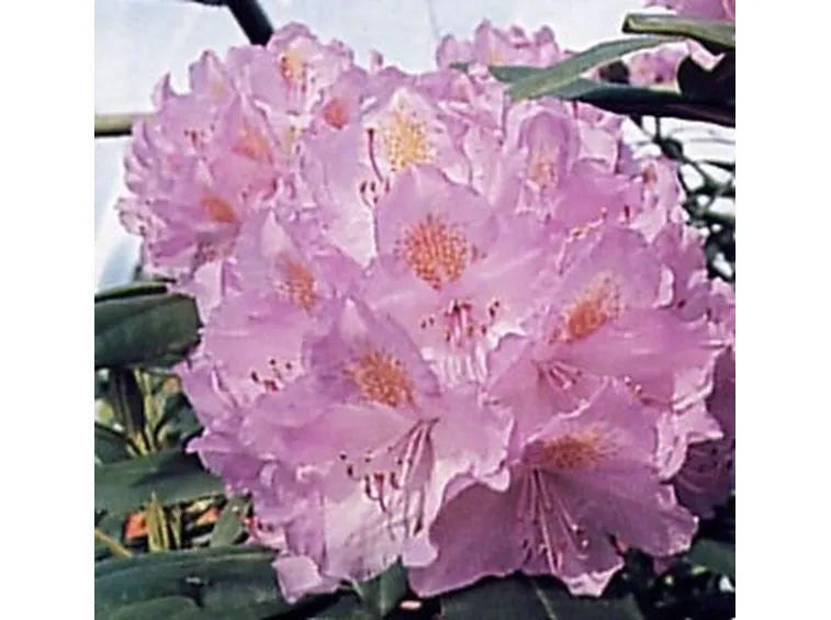 consegna fiori per amore-1