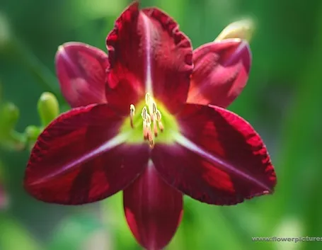 consegna fiori per amore