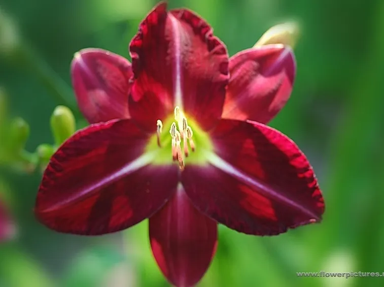 consegna fiori per amore