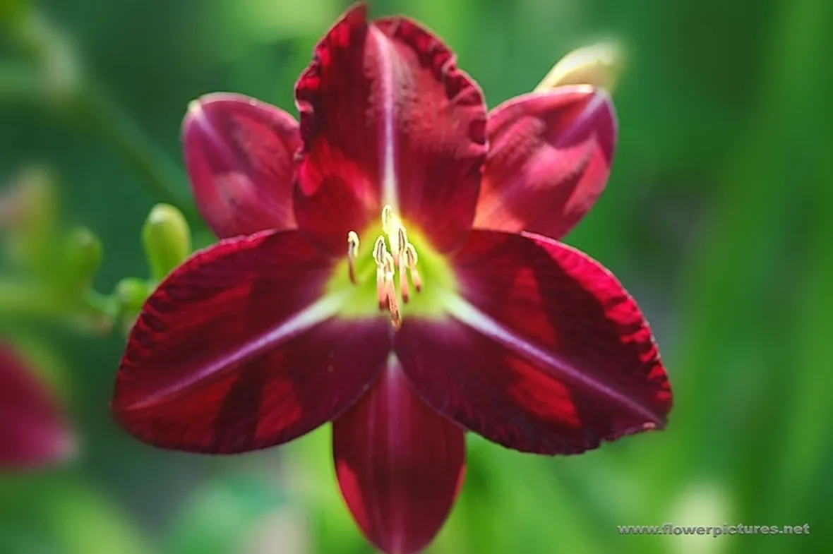 consegna fiori per amore