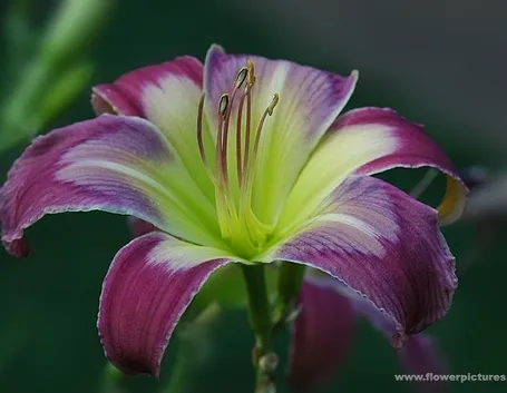 consegna fiori per anniversari-1