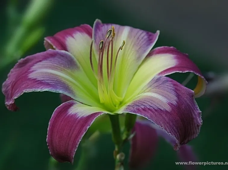 consegna fiori per anniversari-1