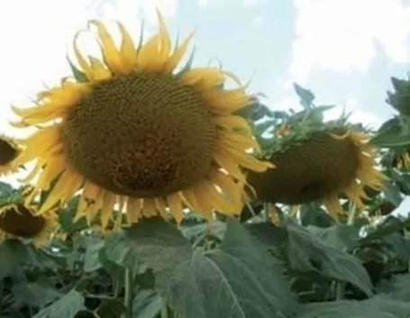 consegna fiori per anniversari-2
