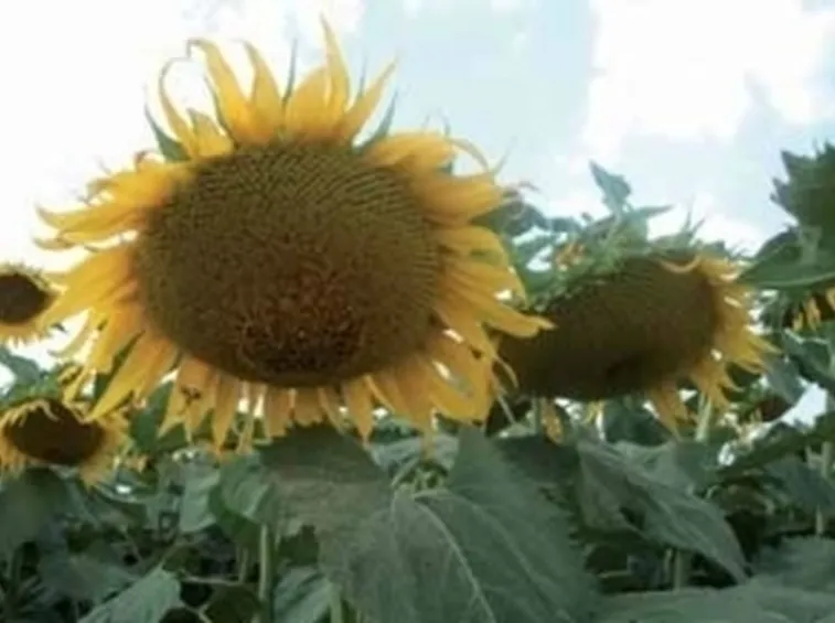 consegna fiori per anniversari-2
