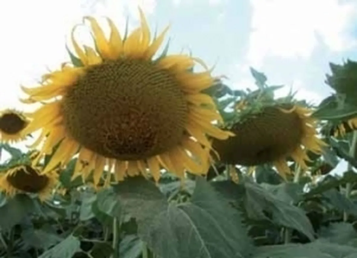 consegna fiori per anniversari-2