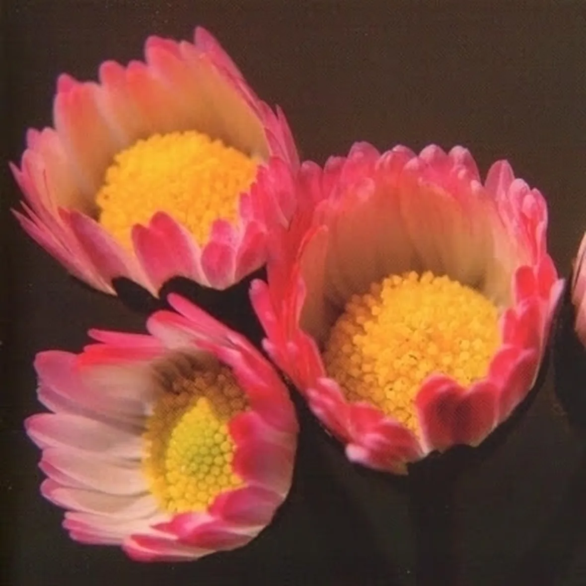 consegna fiori per anniversario-2