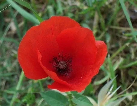 consegna fiori per auguri-1