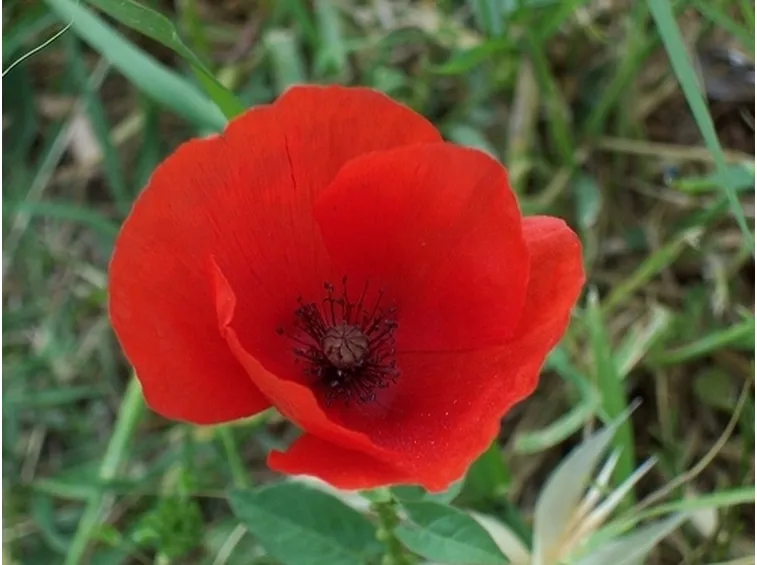 consegna fiori per auguri-1