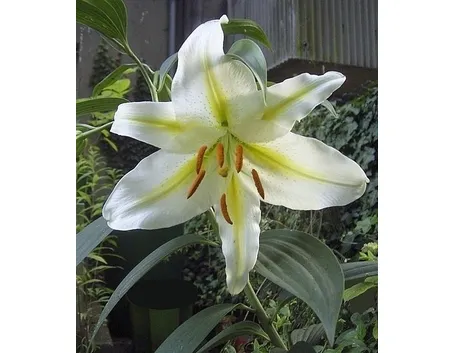 consegna fiori per auguri-2