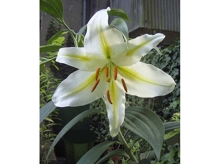 consegna fiori per auguri-2