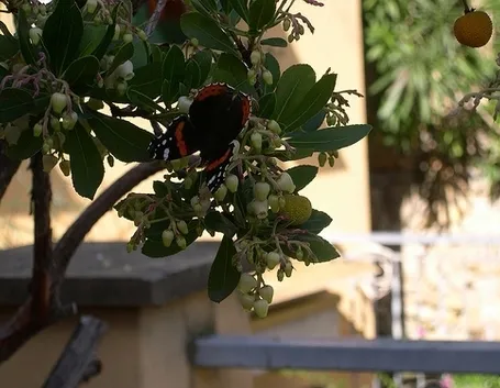 consegna fiori per aziendali-1