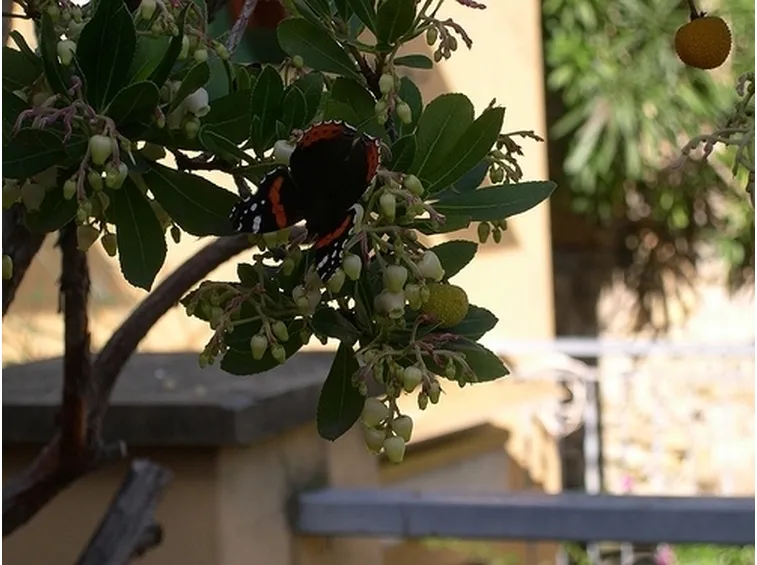 consegna fiori per aziendali-1