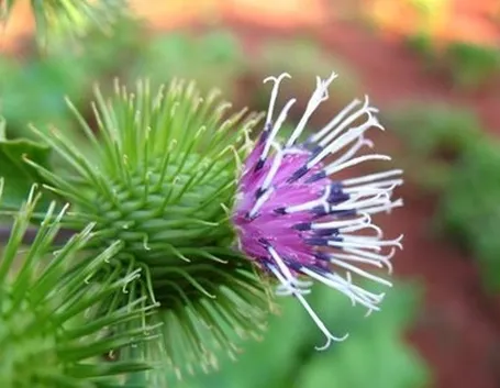 consegna fiori per aziendali-2