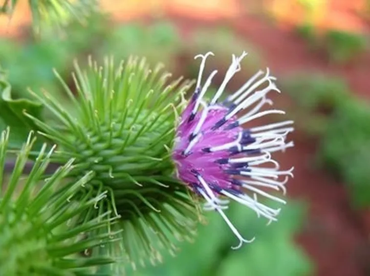 consegna fiori per aziendali-2