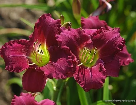 consegna fiori per aziendali