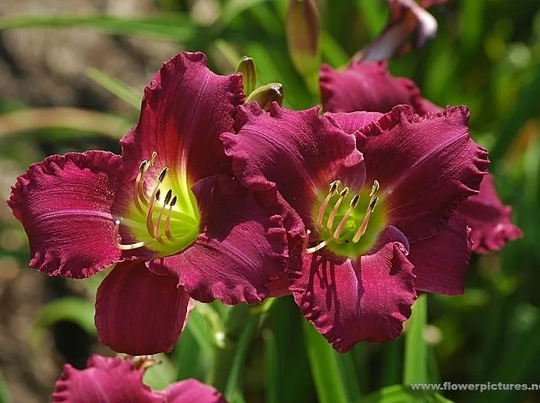 consegna fiori per aziendali