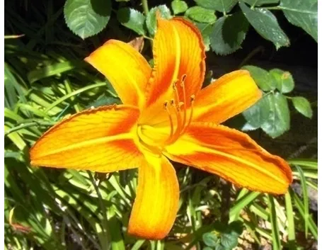 consegna fiori per battesimo-1