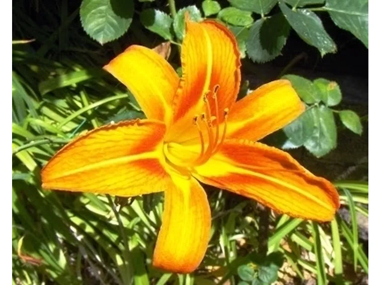 consegna fiori per battesimo-1