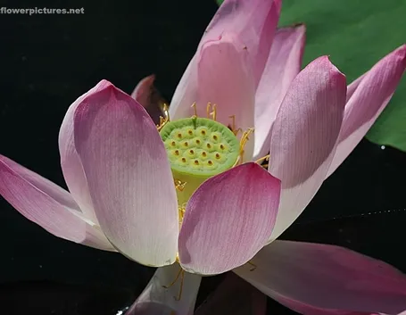 consegna fiori per battesimo-2