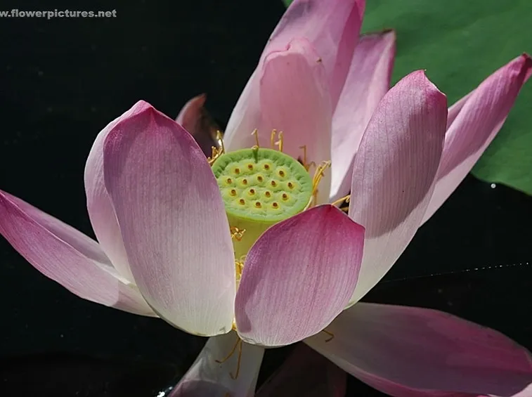 consegna fiori per battesimo-2