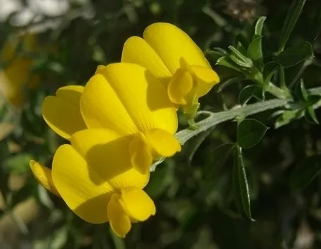 consegna fiori per chiedere scusa-2