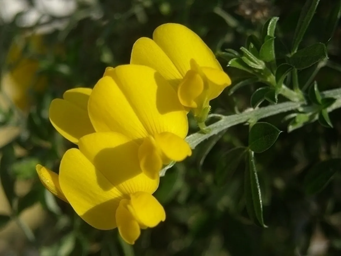consegna fiori per chiedere scusa-2