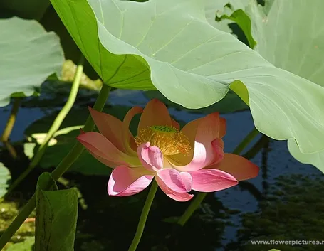 consegna fiori per chiedere scusa