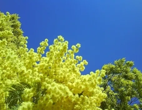 consegna fiori per condoglianze-1