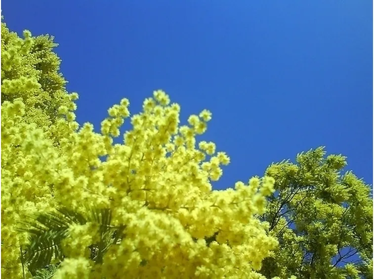 consegna fiori per condoglianze-1