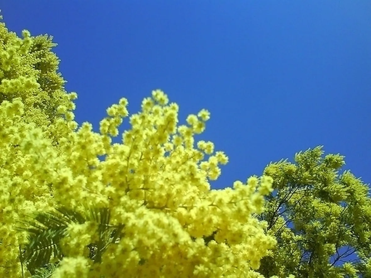 consegna fiori per condoglianze-1