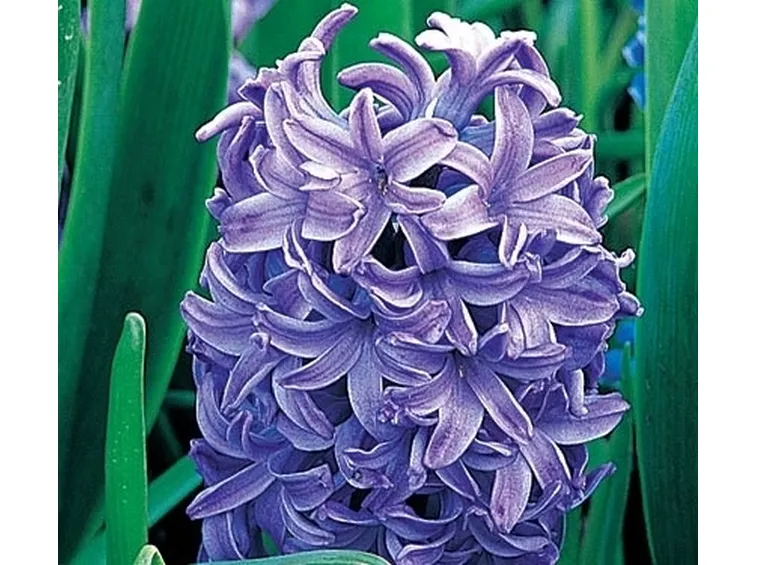 consegna fiori per condoglianze