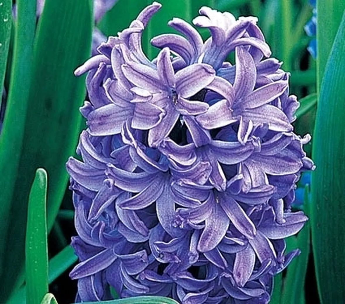 consegna fiori per condoglianze