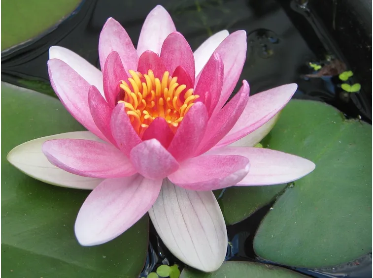 consegna fiori per congratulazioni-1