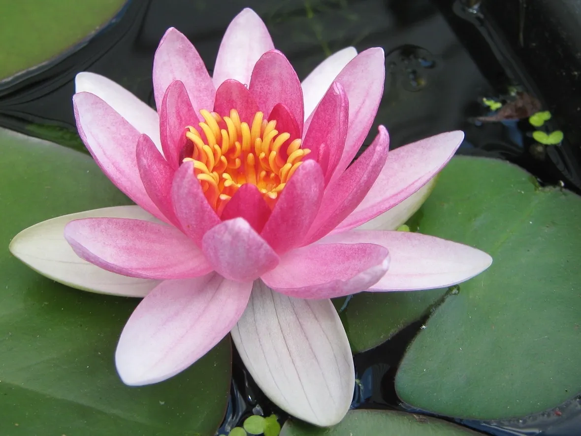 consegna fiori per congratulazioni-1