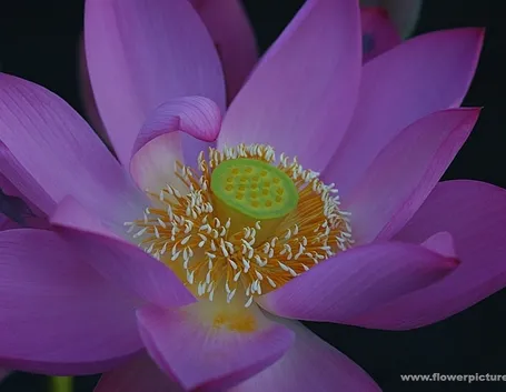 consegna fiori per dirti che?-1