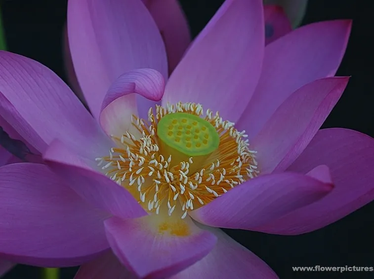 consegna fiori per dirti che?-1
