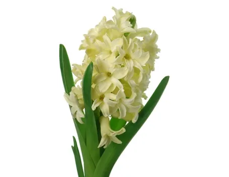 consegna fiori per fidanzamento-1
